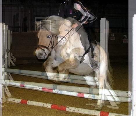 Fjordhest Lasse billede 16