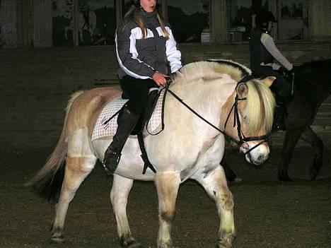 Fjordhest Lasse billede 17