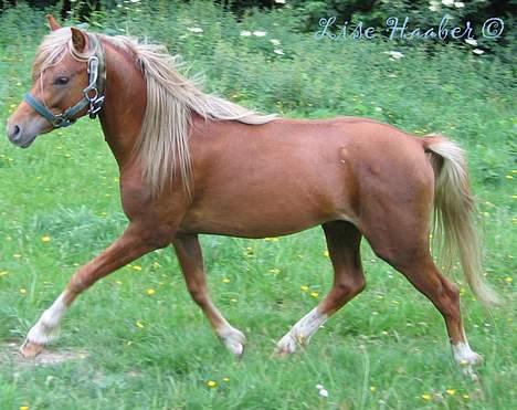 Welsh Partbred (Sec F) Haaber's Camino - 12. Juli 2006. Her er han lige kommet hjem. billede 15