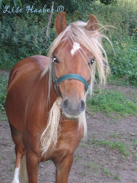 Welsh Partbred (Sec F) Haaber's Camino - første gang jeg så ham. billede 17