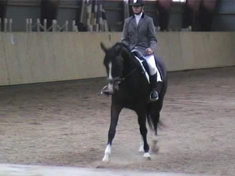 Dansk Varmblod *Stald Cassio's Calina* - Mig og Calina <3 billede 3