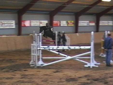 Dansk Varmblod *Stald Cassio's Calina* - Hop hop. billede 5