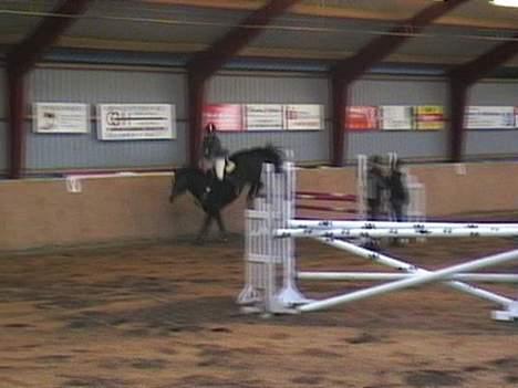 Dansk Varmblod *Stald Cassio's Calina* - Fin landing :) billede 6