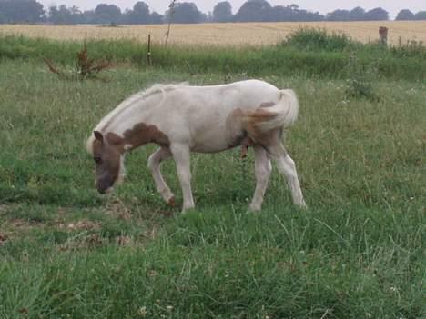 Shetlænder Amadeus billede 1