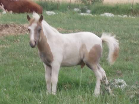 Shetlænder Amadeus billede 2