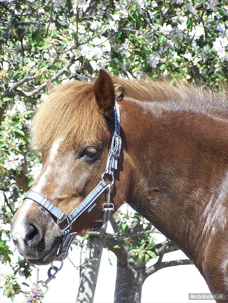 Islænder Sandra fra Gl.Essendrup SOLGT - Halløj og velkommen billede 1