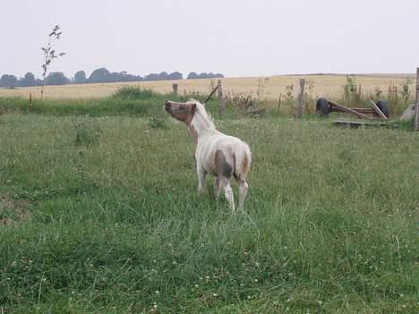 Shetlænder Amadeus billede 3