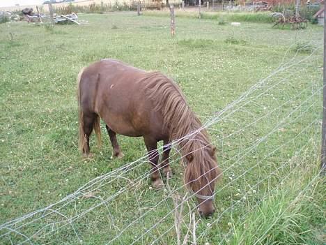 Shetlænder Amadeus - Min far.!! billede 4