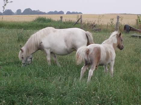 Shetlænder Amadeus - Mig og min Mor billede 5