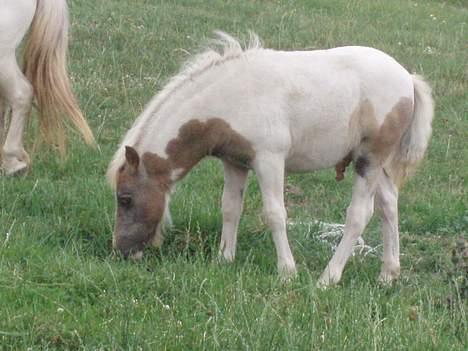 Shetlænder Amadeus billede 6