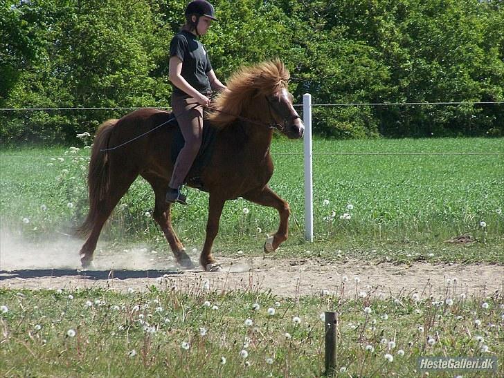 Islænder Sandra fra Gl.Essendrup SOLGT - Tölt d. 4 juni 2010 billede 3