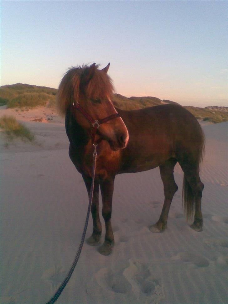 Islænder Sandra fra Gl.Essendrup SOLGT - Sandra på stranden billede 4
