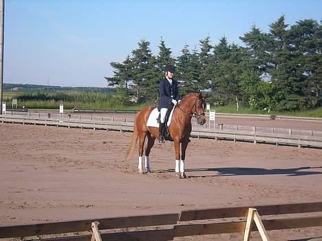 Tysk Sportspony Grand Prix 56  - Distrekt stævne i Nejst .. Vandt :D ILU prix <333 billede 17