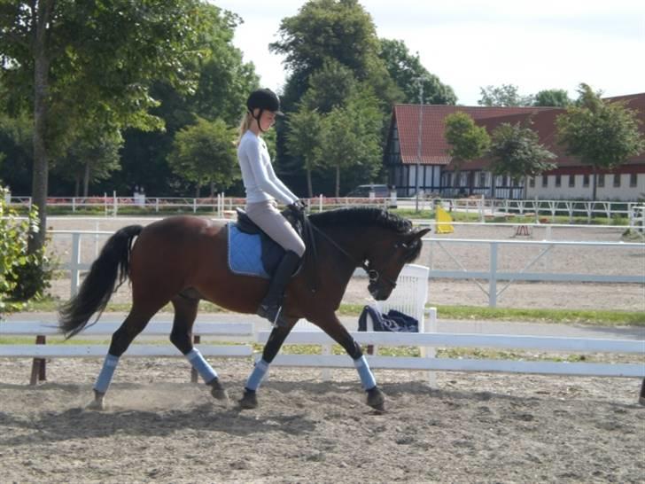 New Forest Elmholts Meteor(solgt) billede 1