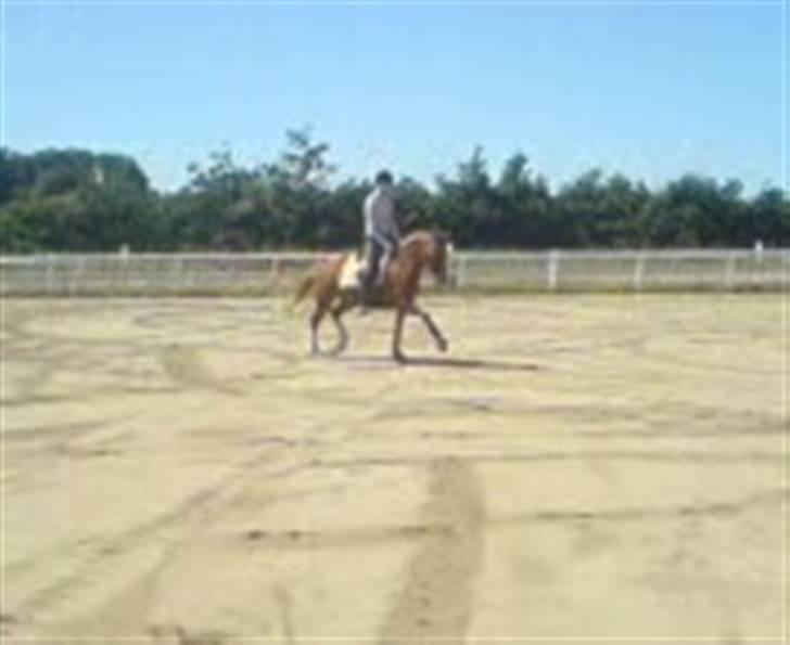 Tysk Sportspony Grand Prix 56  - Undskyld kvaliteten :/ billede 20