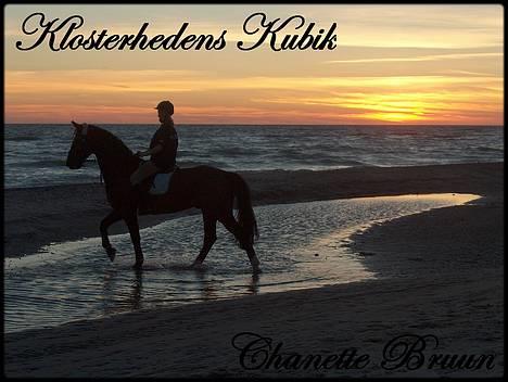 Dansk Varmblod † Klosterhedens Kubik<3†  - Nede på stranden ;P billede 16