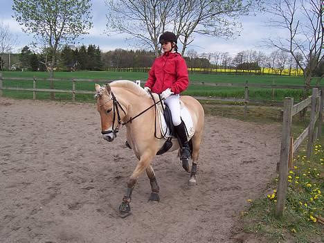 Fjordhest Agnete lundager  - mig, og min dejlige pony, til opvarmning i rosenholm d. 28/4:D billede 1
