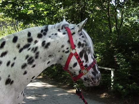 Appaloosa Hot Spot - SOLGT - Vidunderlige pony. Jeg savner at ride 3´er. Det var de bedste tider.  billede 16