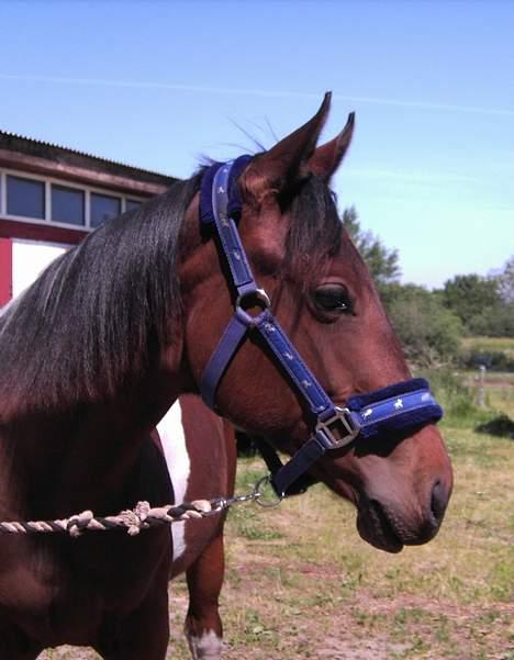 Pinto Nydam's Mr. Milan billede 1