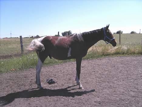 Pinto Nydam's Mr. Milan billede 2