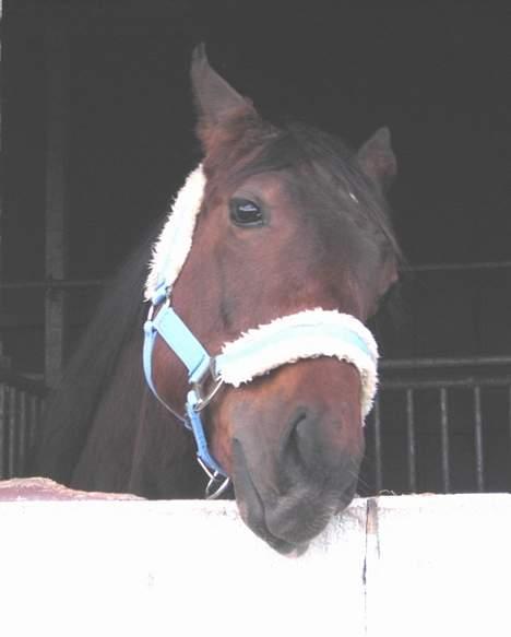 Pinto Nydam's Mr. Milan billede 3