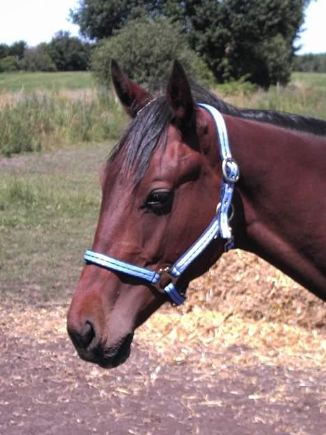 Pinto Nydam's Mr. Milan billede 4