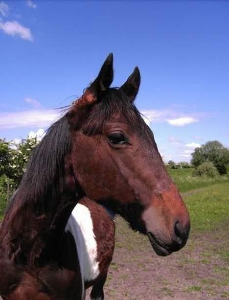 Pinto Nydam's Mr. Milan billede 5