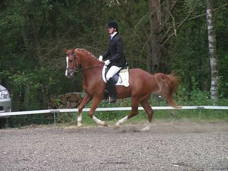 Anden særlig race Bastian ( SOLGT )  - Miiq & Bastian til Landsstævne  billede 7