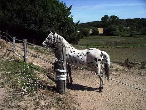 Appaloosa Hot Spot - SOLGT - På fold. billede 20