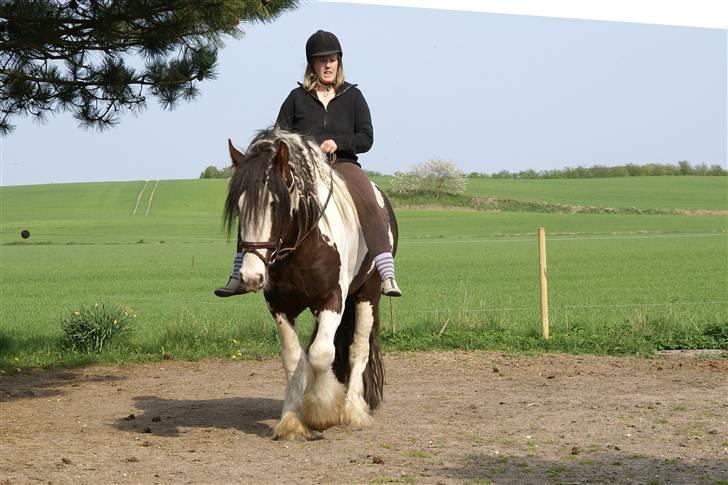 Irish Cob Klittens Aodhán *Solgt* billede 7