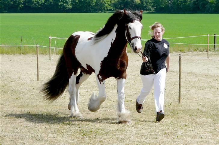 Irish Cob Klittens Aodhán *Solgt* billede 8