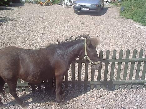 Miniature Godt`s Bølle bob (SOLGT) - er jeg ikk fin jeg har fået sat manen op hihi billede 3
