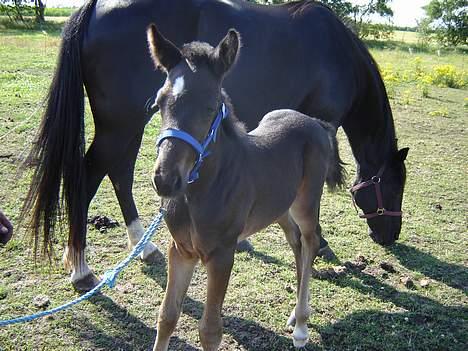 Traver Oventus  (solgt) - hmm er jeg ikke bare dejlig billede 2