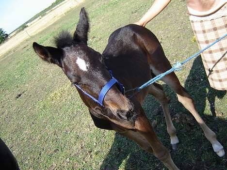 Traver Oventus  (solgt) - det er da ikke så slemt det her.. billede 3