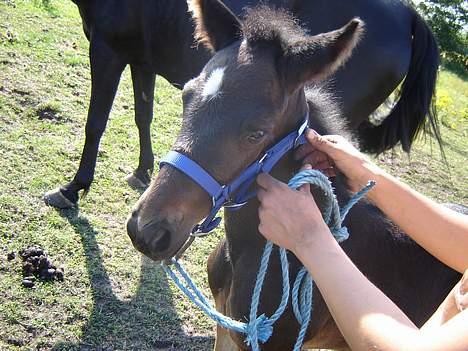 Traver Oventus  (solgt) - nej nej det er forkert ikke stramme den så kan den jo ikke komme af billede 4