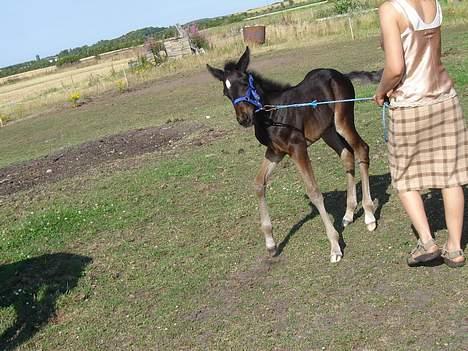 Traver Oventus  (solgt) - nu gider jeg ikke mere slip mig NU.. billede 5