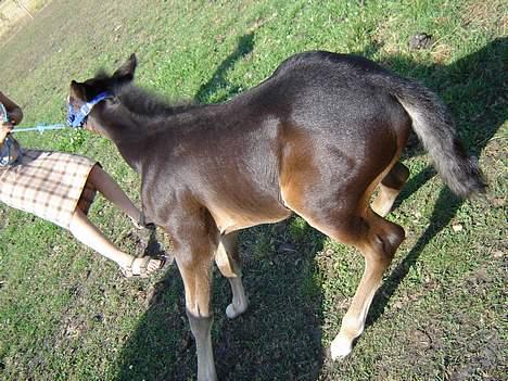 Traver Oventus  (solgt) - så skal jeg da bare trække mig fri jeg er jo en stor stærk hingst. billede 6