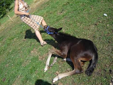 Traver Oventus  (solgt) - øv hun slipper mig ikke så kan jeg da bare lægge mig ned. billede 7