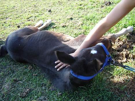 Traver Oventus  (solgt) - se det er meget bedre. billede 8