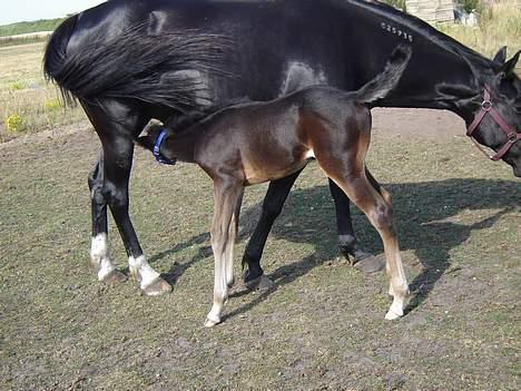 Traver Oventus  (solgt) - endelig fri, så skal der spises. billede 9