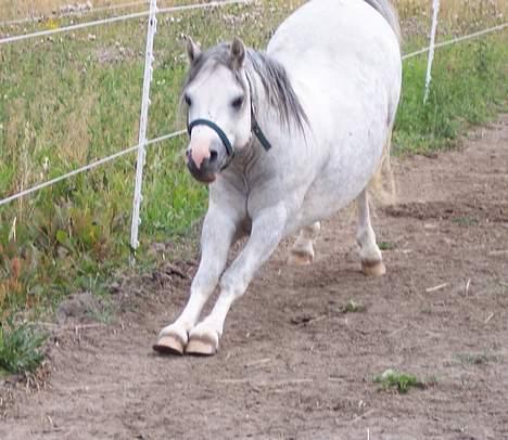 Welsh Mountain (sec A) Tanggårds Shadow  billede 20