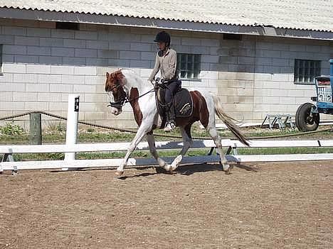 Welsh Partbred (Sec F) Kilmay Prince Pantani  - Ret godt trav billede .. billede 2