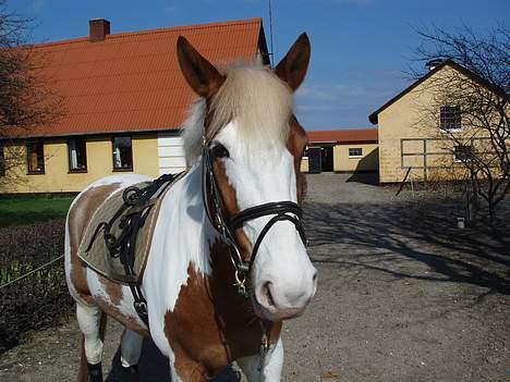 Pinto Pintoen - Her skal Pintoen til at longeres.. billede 12