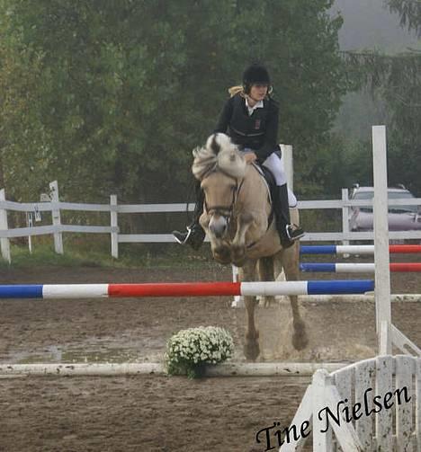 Fjordhest Lasse billede 18