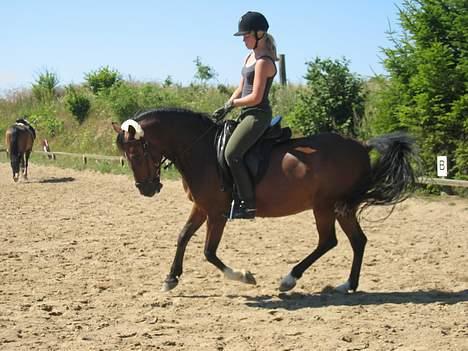 Anden særlig race Strauss - Lidt galop. :) - beklager sadlen. Leder efter en ny! billede 8