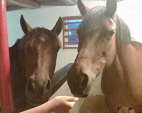 New Forest Starlight - <-- Chili og Starlight--> De bedste veninde på jorden!! billede 9