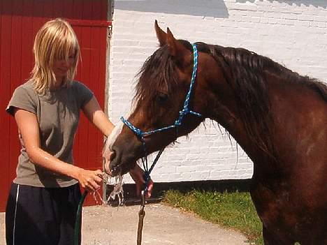 Welsh Cob (sec D) Sulkendrupgårds Lady Mira - Hehe... den er ret sjov den der vandslange..  billede 7