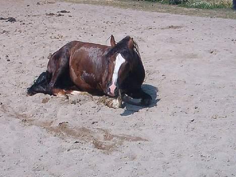 Welsh Cob (sec D) Sulkendrupgårds Lady Mira - Dejligt at rulle sig efter en spuletur.. billede 8