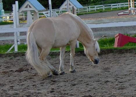 Fjordhest Laban - Aflivet. - på vej til at rulle sig. billede 9