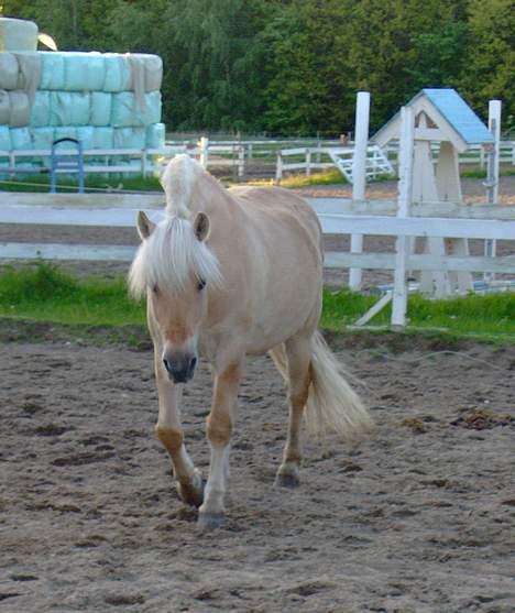 Fjordhest Laban - Aflivet. - mor jeg har set dig:D billede 10
